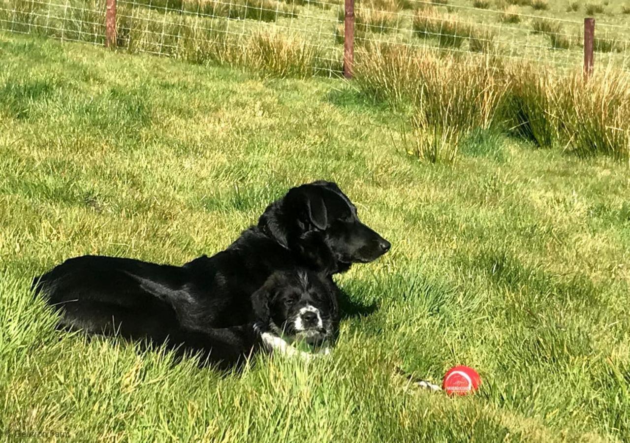 Dog Friendly Cottage, Geufron Farm Near Tywyn Bryn-crug Eksteriør bilde